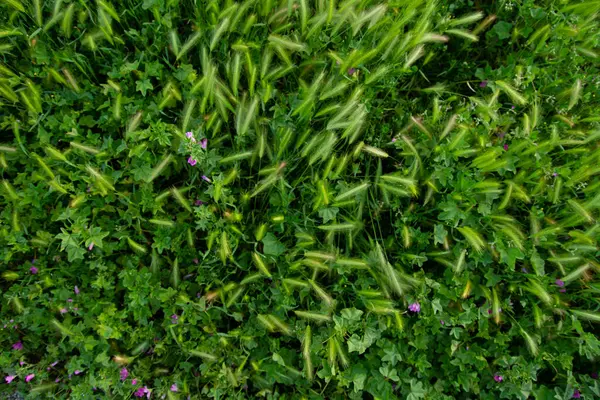 Зеленые Шипы Трава Вид Сверху — стоковое фото