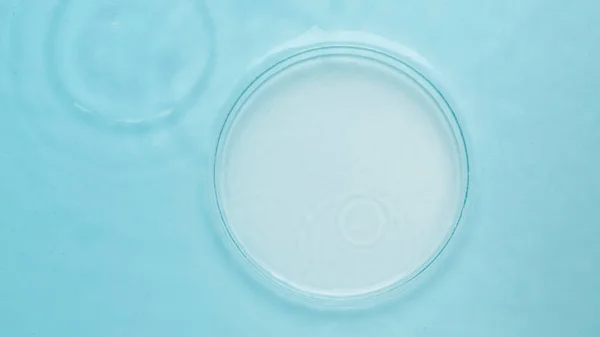 Placa Petri Vazia Fundo Água Azul — Fotografia de Stock