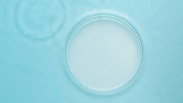 Cawan Petri Kosong Dengan Latar Belakang Air Biru — Stok Foto
