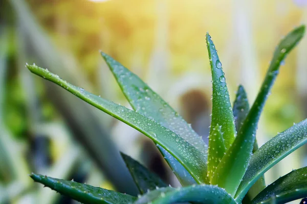 Yeşil taze aloe vera, yakın plan..