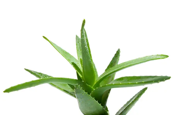 Aloe Vera Verde Fresco Primer Plano Sobre Fondo Blanco —  Fotos de Stock