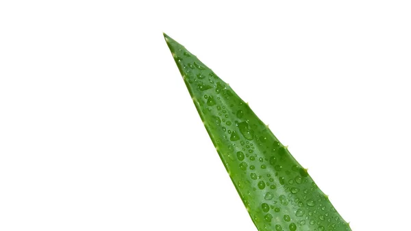 Zielony Świeży Aloes Zbliżenie Białym Tle — Zdjęcie stockowe