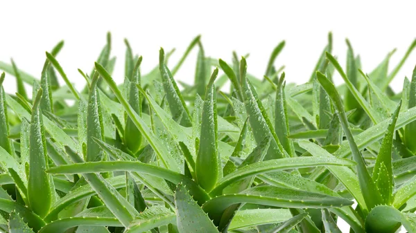 Banyak Aloe Vera Bidang Aloe Pada Latar Belakang Putih — Stok Foto