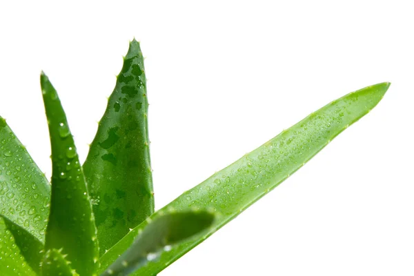 Hijau Segar Aloe Vera Close Pada Latar Belakang Putih — Stok Foto