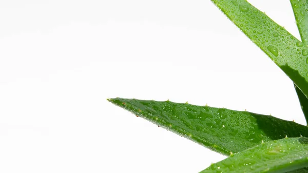 Aloe Vera Verde Fresco Primer Plano Sobre Fondo Blanco —  Fotos de Stock