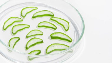 Taze aloe yaprağı ve dilimlenmiş aloe dilimleri. Beyaz bir arkaplanda