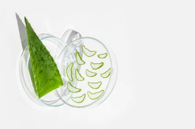 Petri kabında taze aloe yaprağı ve dilimlenmiş aloe dilimleri. Beyaz bir arkaplanda