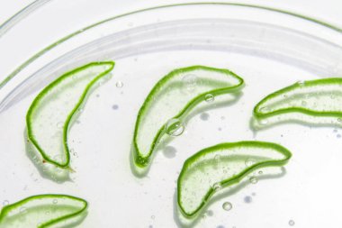 Taze aloe yaprağı ve dilimlenmiş aloe dilimleri. Yakın plan. Beyaz bir arkaplanda