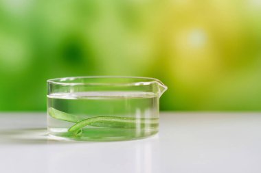 Aloe vera. Aloe vera kozmetik ürünleri, doğal malzemeler ve laboratuvar camları. Doğanın arka planına karşı bir güneş ışığıyla. Serum, esans, toner.