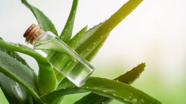 Şeffaf kozmetik kavanozu, jel ve Aloe parçaları. Vera Teyze gidiyor. Yakın plan..