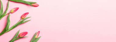 Tulips on a pink background. View from above