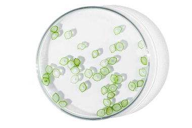 Petri kabı boş arkaplanda izole edildi. Yeşil yapraklar, petri kabında sıvı haldeki bitkiler..