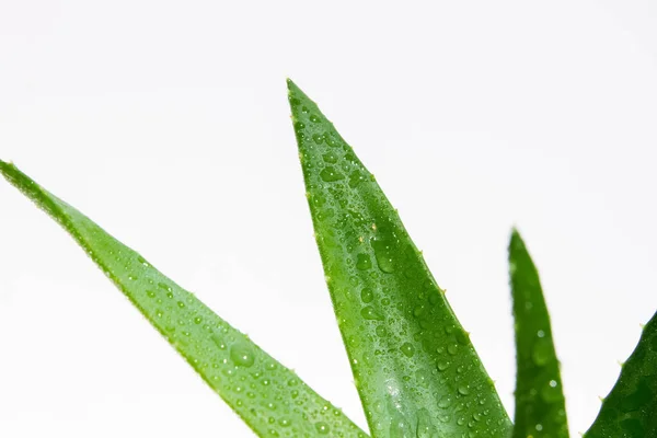 Zelená Čistá Aloe Vera Detailní Záběr Bílém Pozadí — Stock fotografie