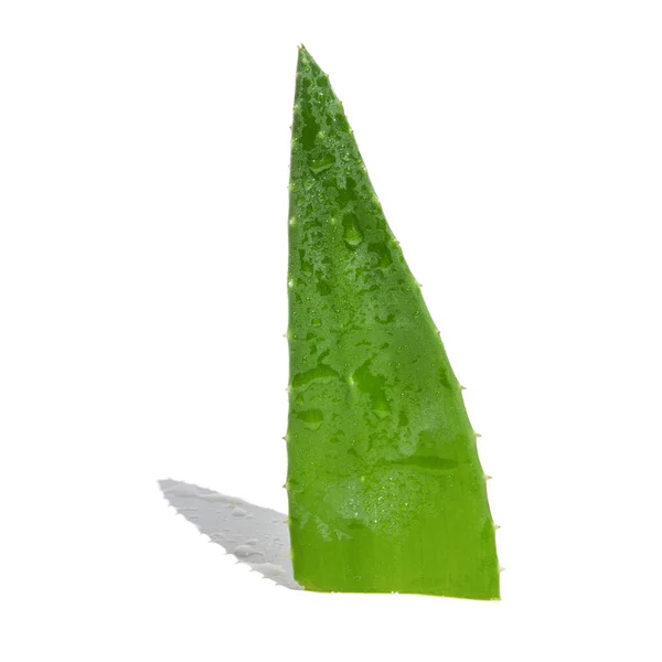 Una Hoja Aloe Vera Verde Fresco Sobre Fondo Blanco —  Fotos de Stock