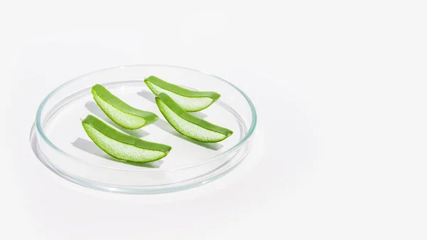 Fresh Aloe Leaf Sliced Aloe Slices Petri Dish White Background — Stock Photo, Image