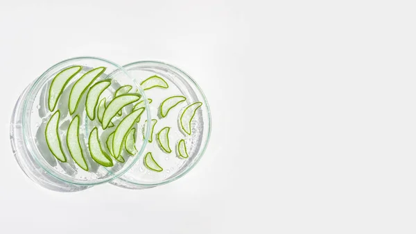 Fresh Aloe Leaf Sliced Aloe Slices Petri Dishes White Background — Stock Photo, Image
