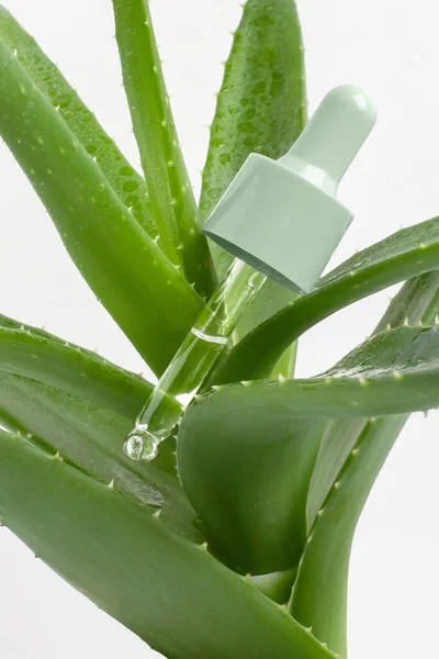 Cosmetic Pipette Serum Gel Serum Aloe Vera Leaves — Stock Photo, Image