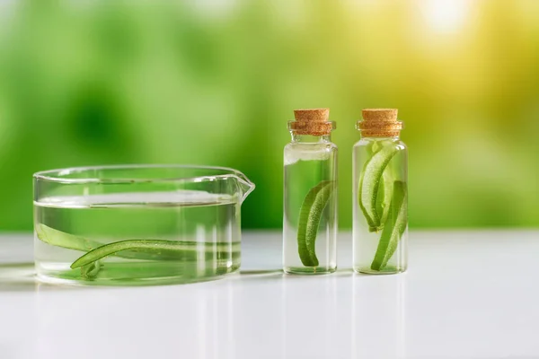 stock image Aloe vera. Aloe vera cosmetic product, natural ingredients and laboratory glassware. Against the backdrop of nature with a sun glare. Serum, essence, toner.