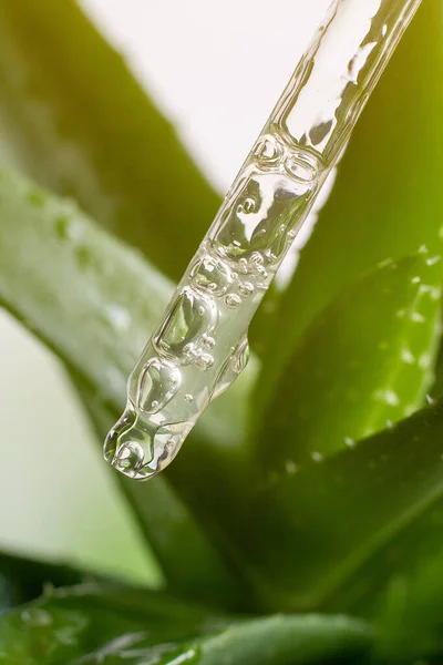Pipet Kosmetik Transparan Dengan Gel Aloe Vera Pergi Close — Stok Foto