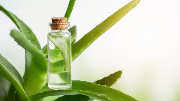 stock image Transparent cosmetic jar with gel and pieces of Aloe. Aloe Vera leaves. Close-up.