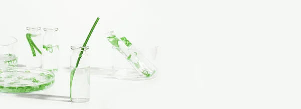 organic cosmetics, natural cosmetics, biofuels, algae. Natural green laboratory. Experiments. Laboratory glassware and containers with green plants on a light background.
