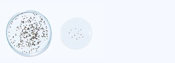 Transparent Gel Seeds Petri Dish White Background Empty Space — Stock Photo, Image