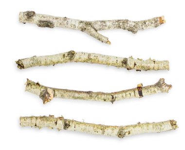 Set/set. farklı seçenekler ve formlar. Huş dalları. Boş bir arkaplanda. 