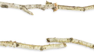 Set/set. Kıvrımlı, güzel bir şeklin huş dalı. Boş bir arkaplanda. 