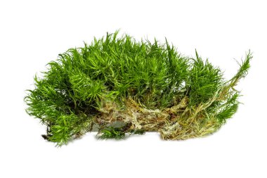 Boş bir arkaplanda orman yosunu.