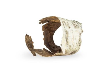 Birch kabuğu çok güzel şekillenmiş. Boş bir arkaplanda. 