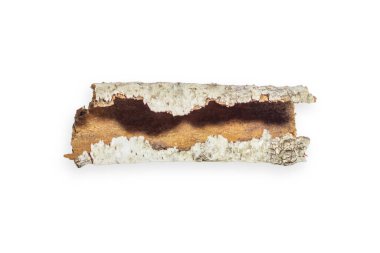 Güzel şekilli huş dalı. Boş bir arkaplanda. 