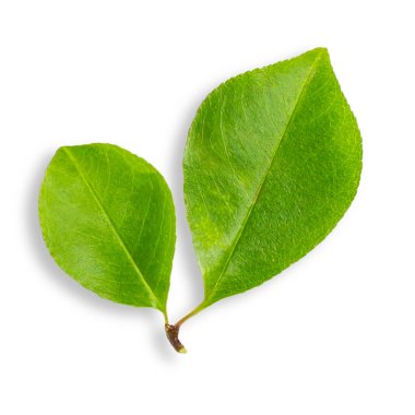 Ağaçtan yeşil bir yaprak. Boş bir arkaplanda.