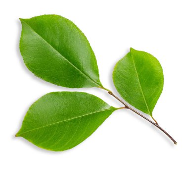 Ağaçtan yeşil bir yaprak. Boş bir arkaplanda.