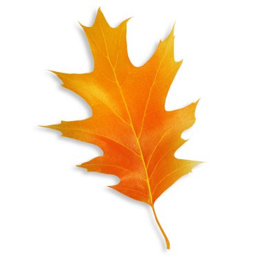 Tahtadan portakal yaprağı. Boş bir arkaplanda.