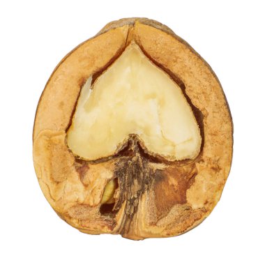 Yarım ceviz. Kabuğunun yarısı kırılmış. Alanın derinliği. İzole edilmiş. Boş bir arkaplanda.