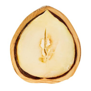 Fındık. Çatlamış kabuk ve çekirdek. Ceviz taneciği. Alanın derinliği. İzole edilmiş. Boş bir arkaplanda.