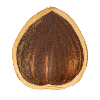 Fındık kabuğu. Alanın derinliği. İzole edilmiş. Boş bir arkaplanda.