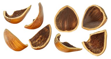 Kit. Fındık kabuğu. Alanın derinliği. İzole edilmiş. Boş bir arkaplanda.