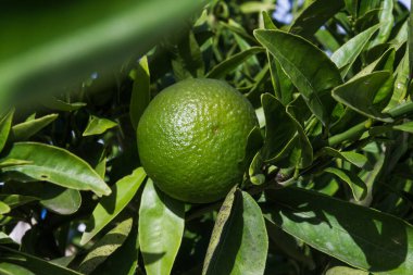 Olgunlaşmamış yeşil mandalina veya limon