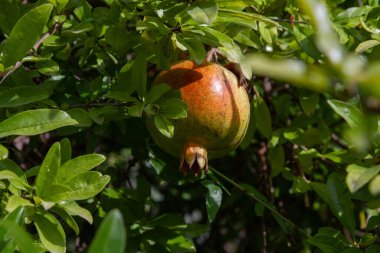 Büyük olgun bir nar, meyve suyundan çatlamış, tam dalın üstünde.