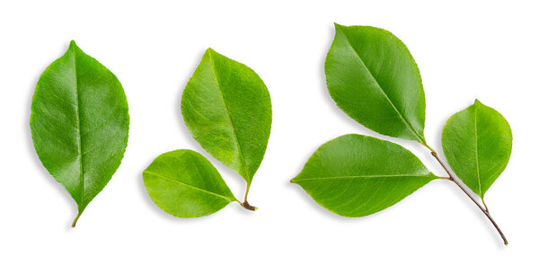 Набор листьев из дерева. На пустом фоне.