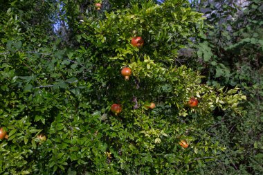 Köyde yabani nar yetiştiriyorlar.