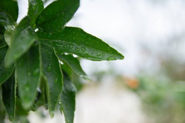 Bulutlu havada yaprakların üzerine su damlaları. Temiz hava.