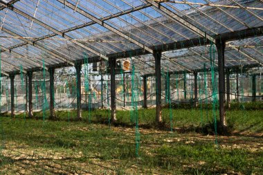 Seranın içinde sebze bağlamak için iplikler asılı..