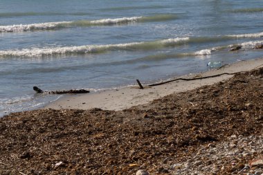 Bir sürü yosun sahile vurmuş.