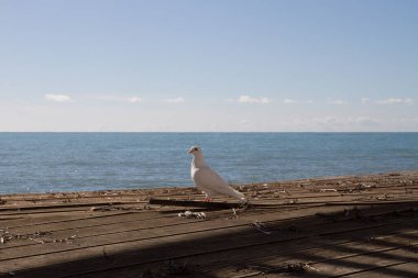 Beyaz güvercin deniz kenarında yürüyor.