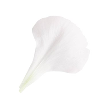 Beyaz çiçek yaprağı. Boş bir arkaplanda