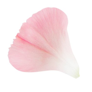 Pembe çiçek yaprağı. Boş bir arkaplanda