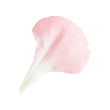 Pembe çiçek yaprağı. Boş bir arkaplanda