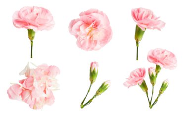 Boş bir arkaplanda pembe çiçekler.